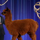 Jimmy Kimmel (ABC); Alpaca (Morris MacMatzen/Getty Images)